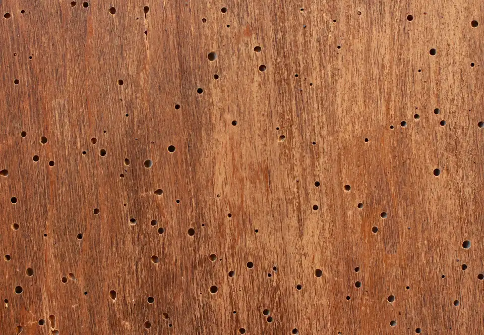 Veneers — showroom stock photo 2